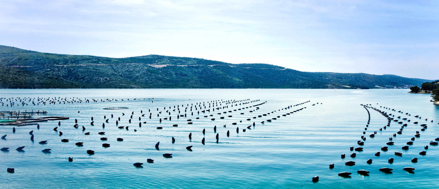 Mussels - food Mussels - food