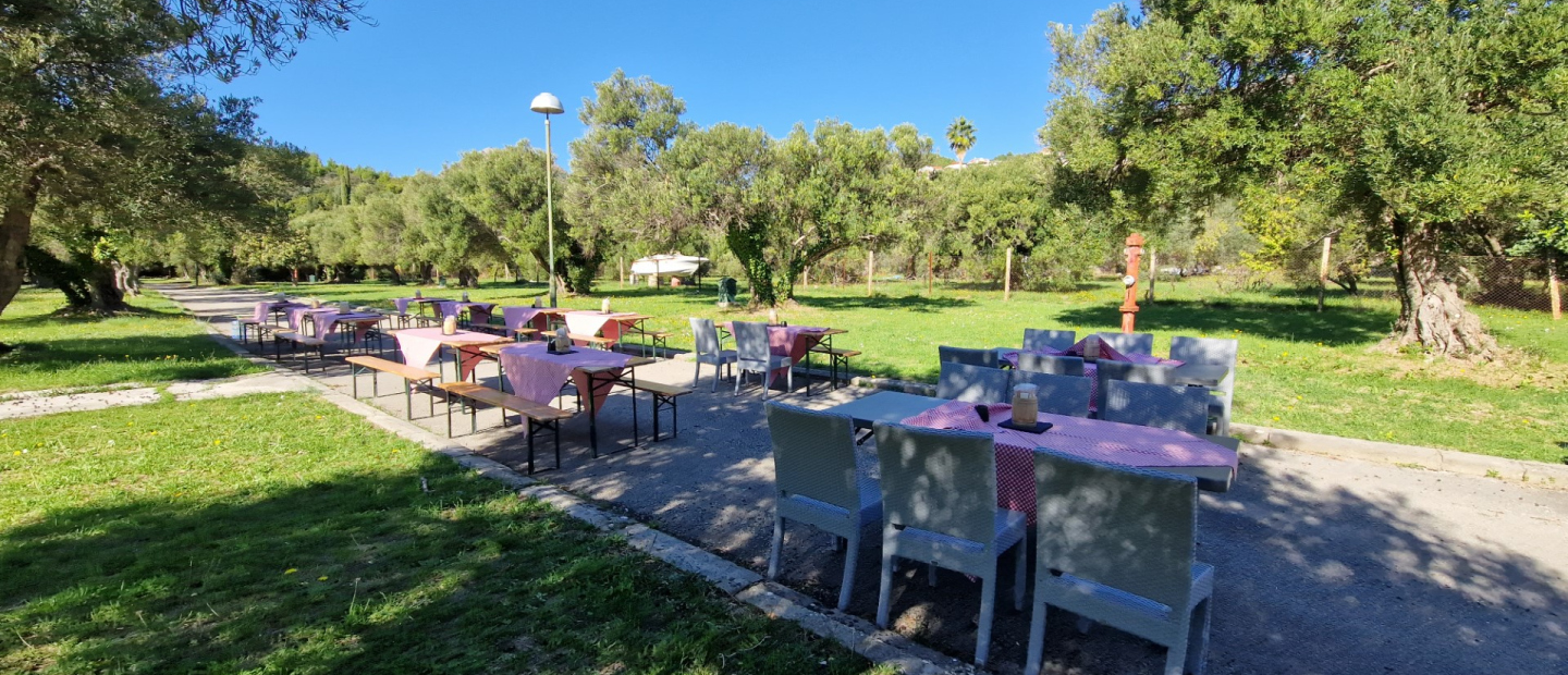 Olive harvest picnic