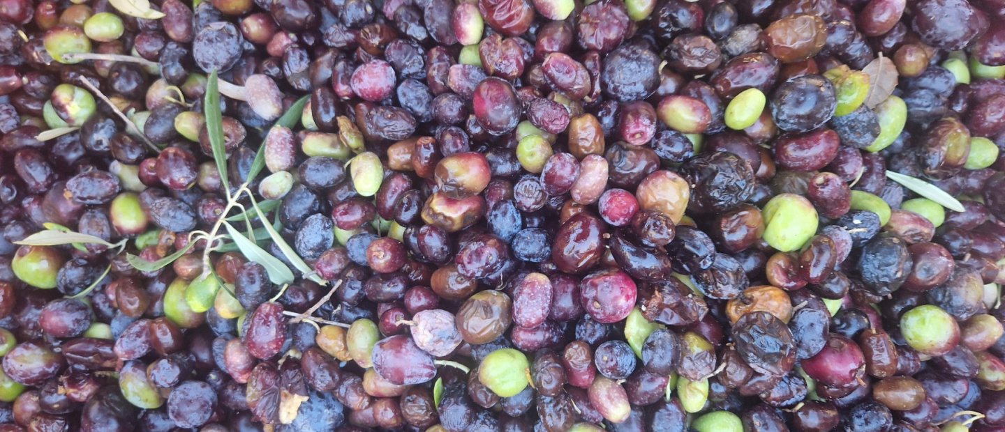 Olives - hravest Olives - hravest