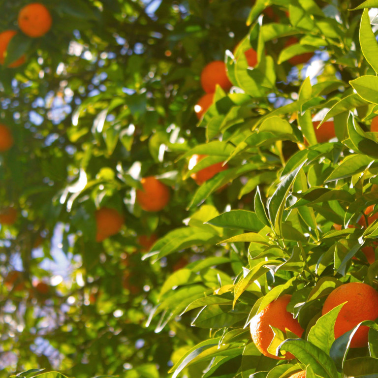 Citrus Fruits of the Dubrovnik Region – a Bitter Sweet Taste