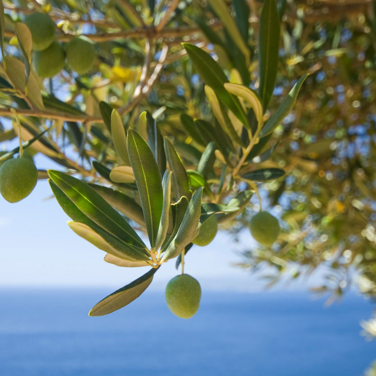 Olives in Dubrovnik and Dalmatia – Etched in the Region