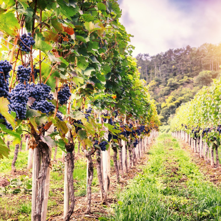 Exploring the Dubrovnik Wine Region: A Journey through Dubrovnik's grape variety