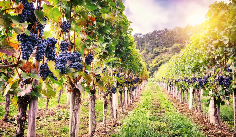 Exploring the Dubrovnik Wine Region: A Journey through Dubrovnik's grape variety